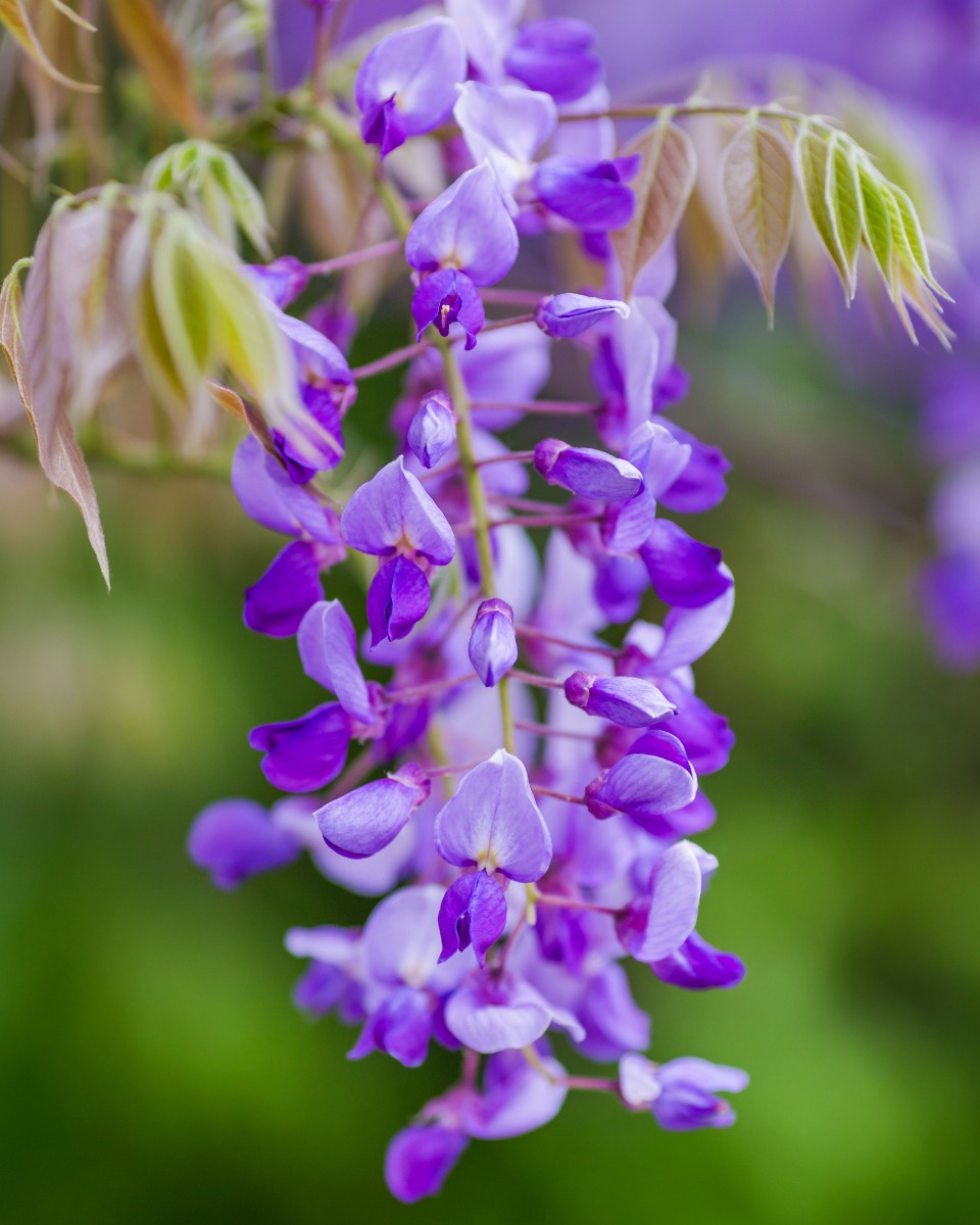 Blauwe regen bloem