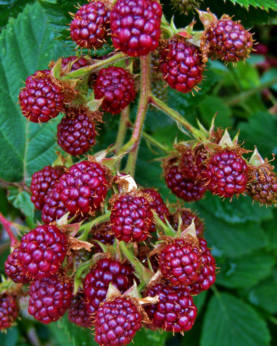 Bramenstruik planten