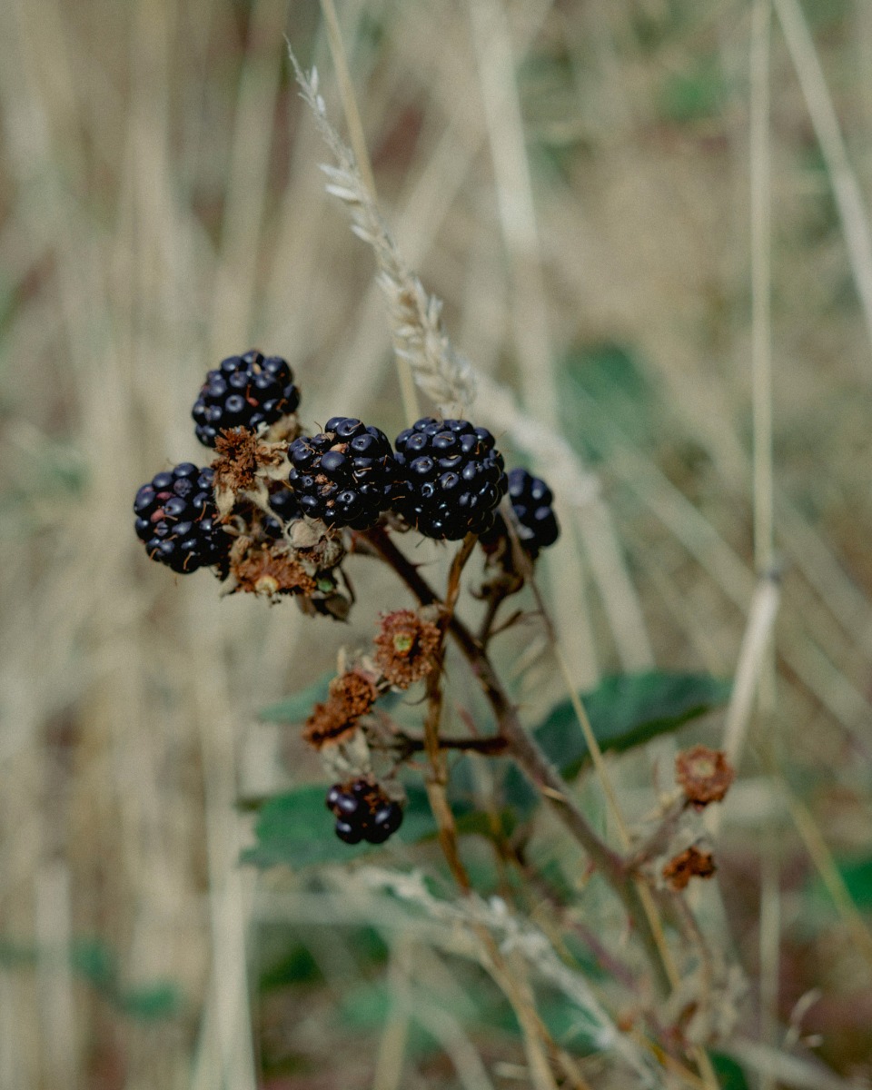 Bramenstruik