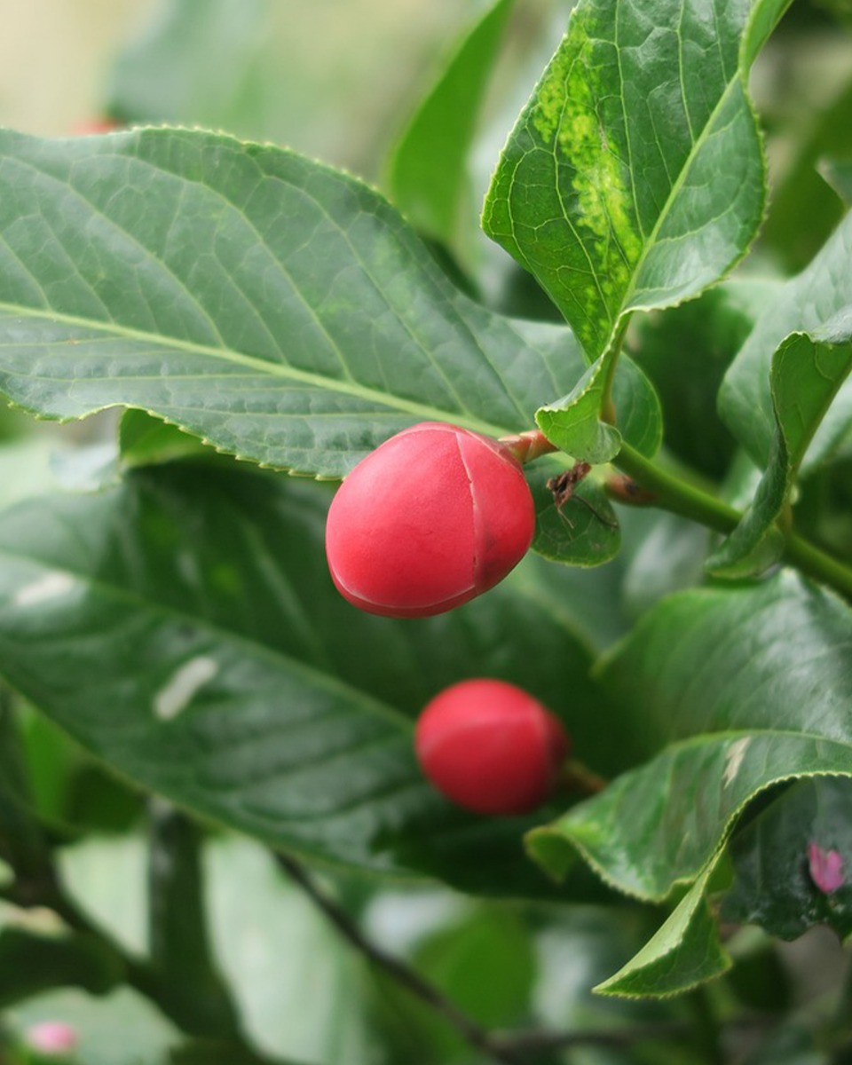 Camelia planten