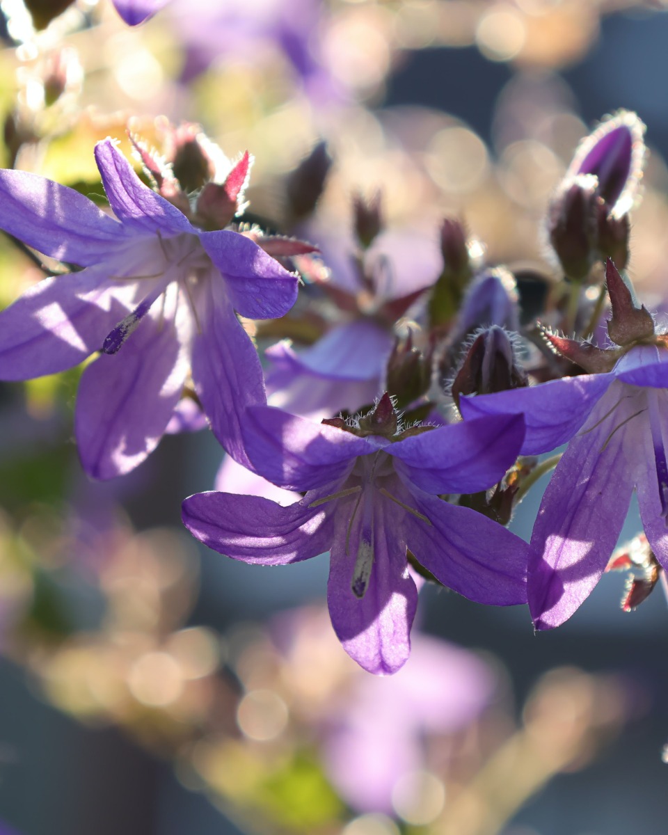 Campanula bloem