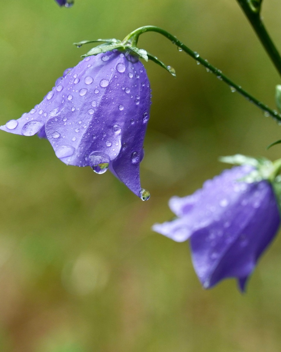 Campanula water geven