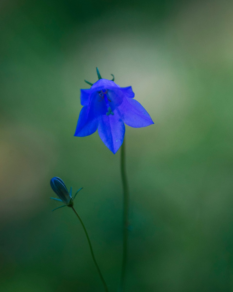 Campanula onderhouden