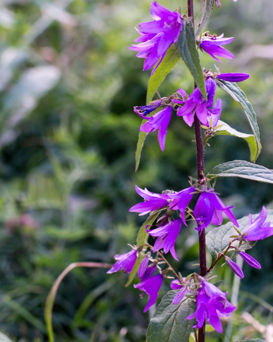 Campanula planten