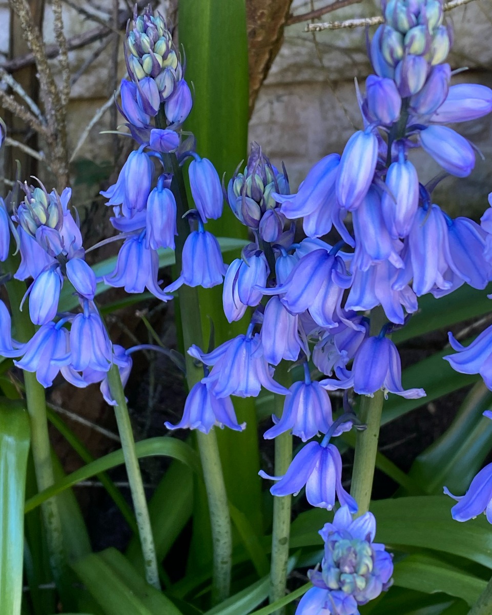 Voeding voor de Campanula 