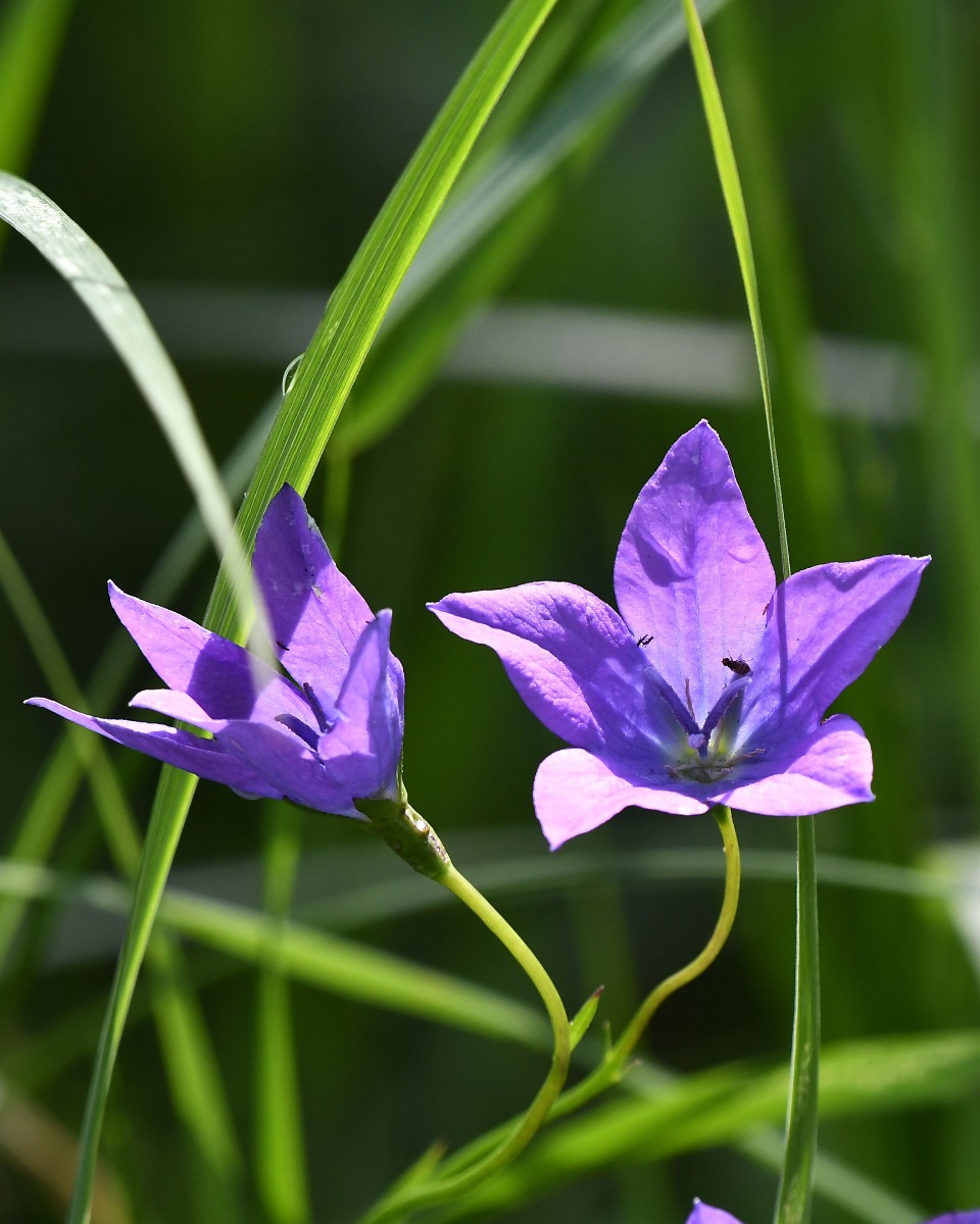 Klokjesbloem