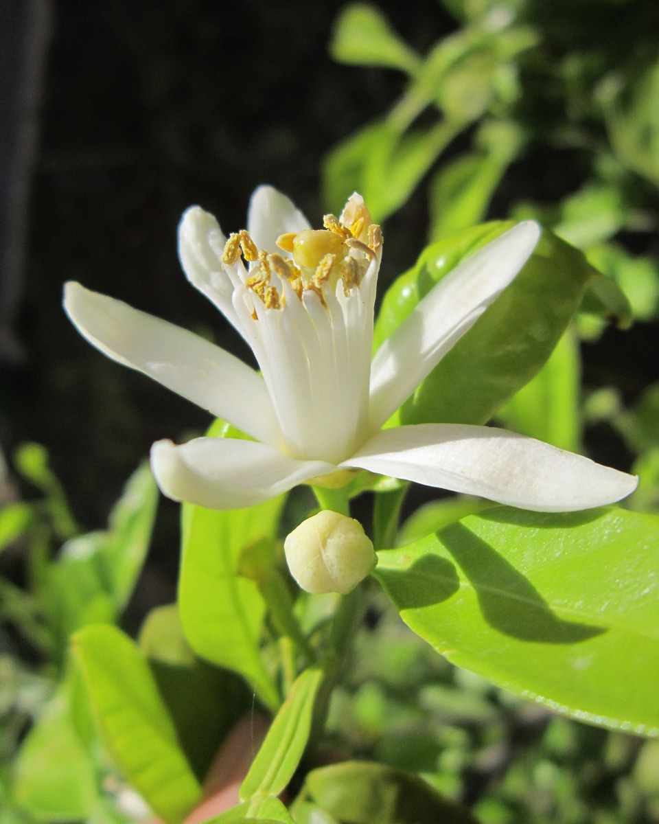 Citrus onrijpe vrucht