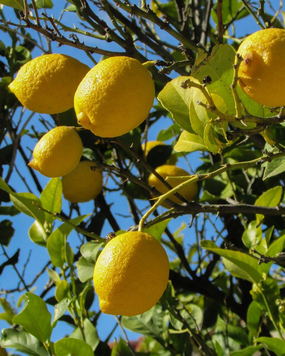 Citrus verpotten