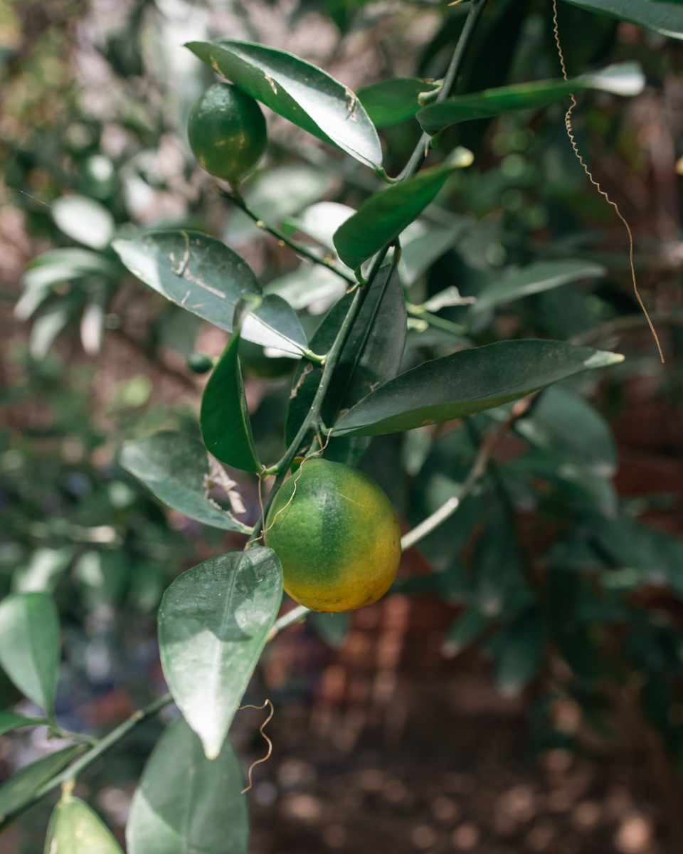 Citrus gele vruchten