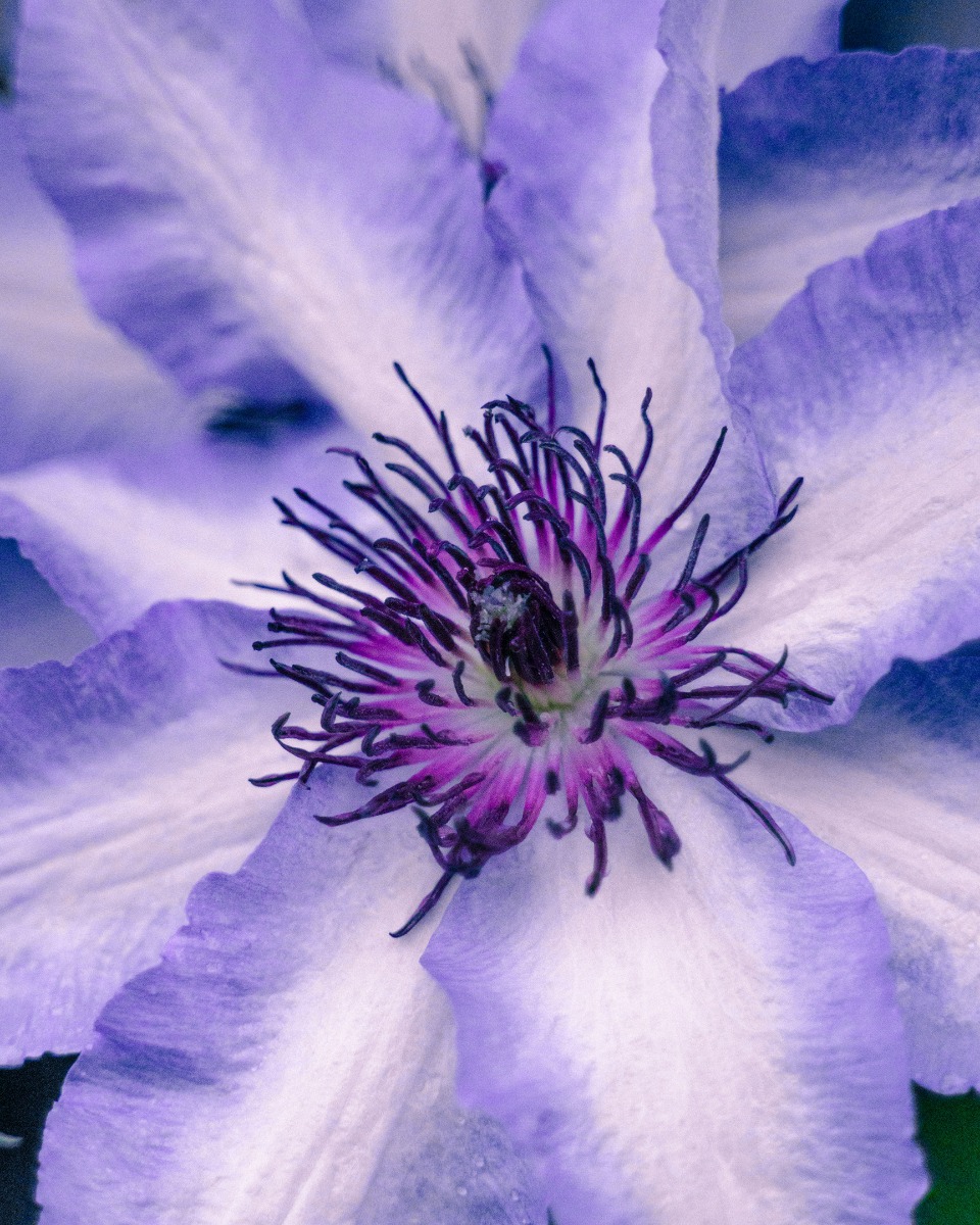 Clematis bloem