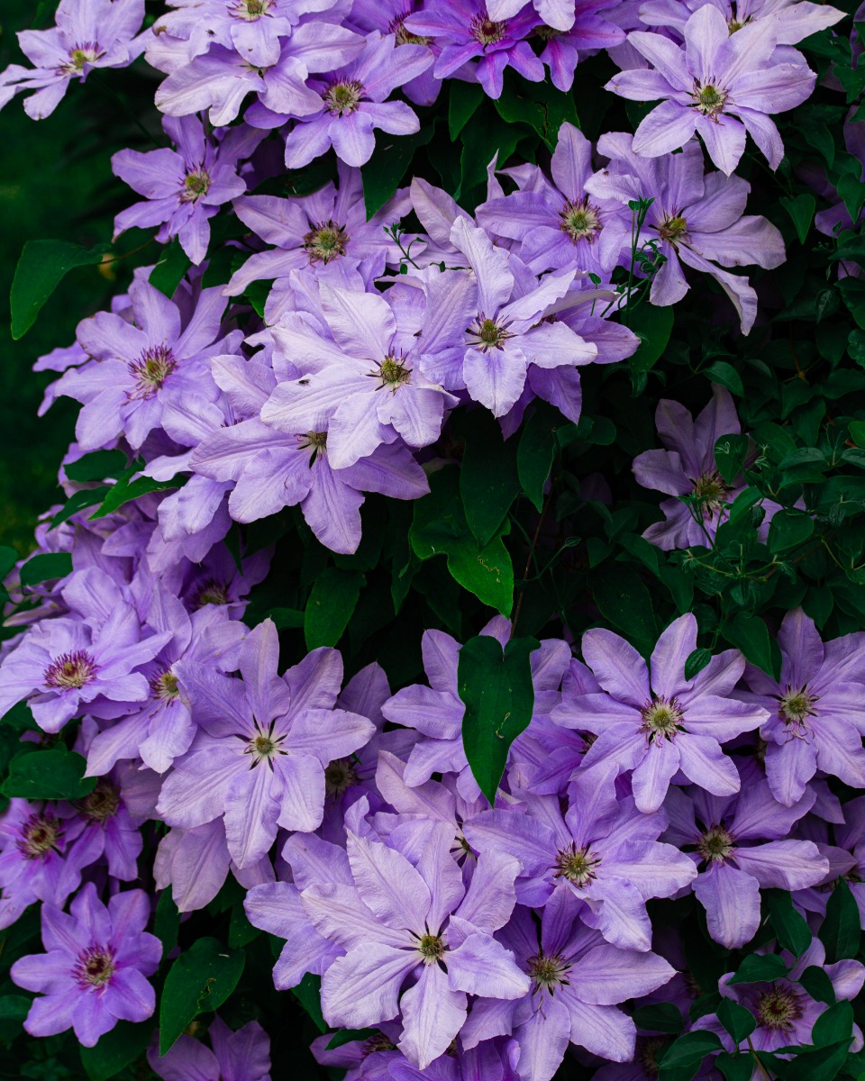 Clematis water geven