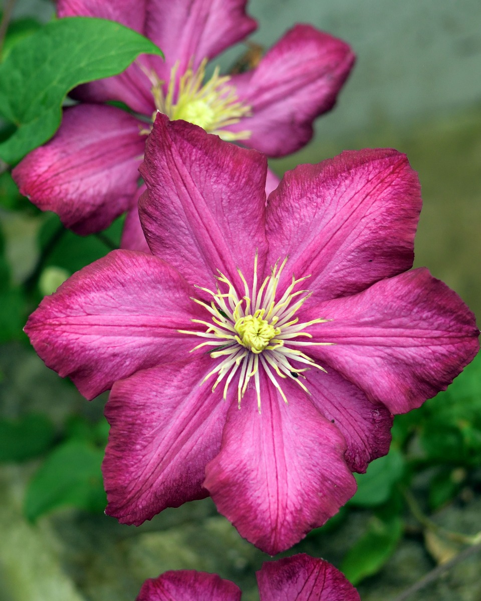 Clematis onderhouden