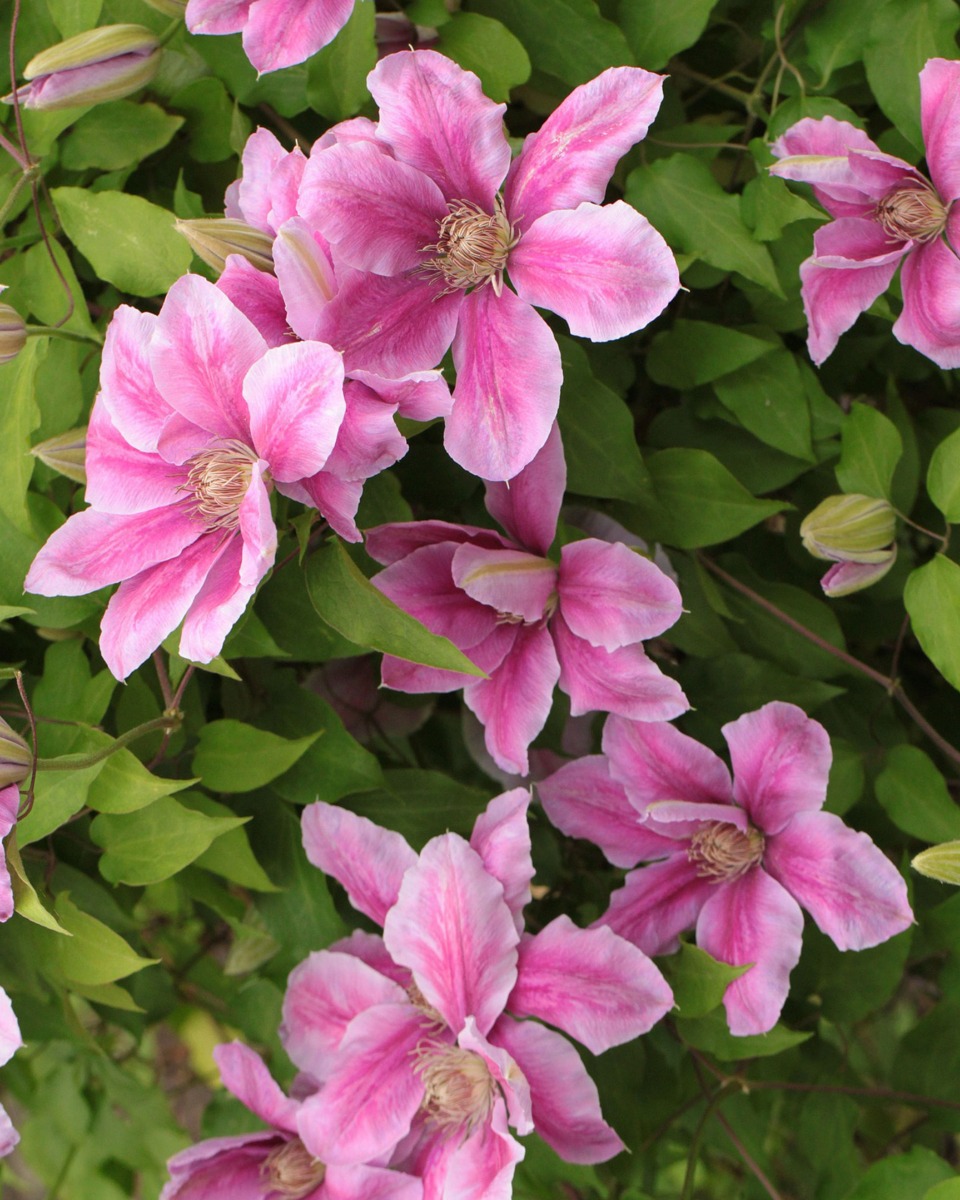 Clematis planten