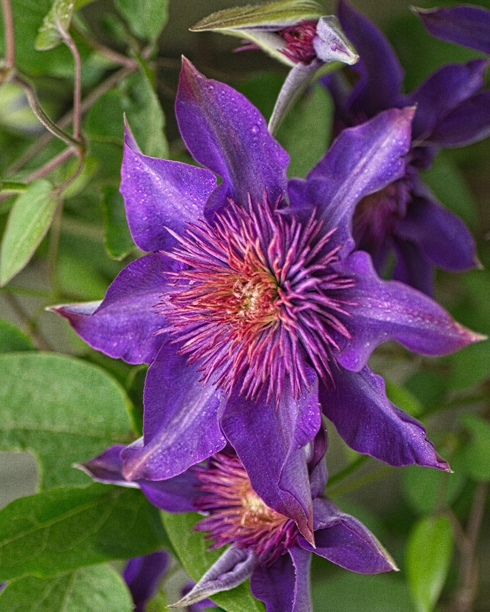 Clematis Bosrank