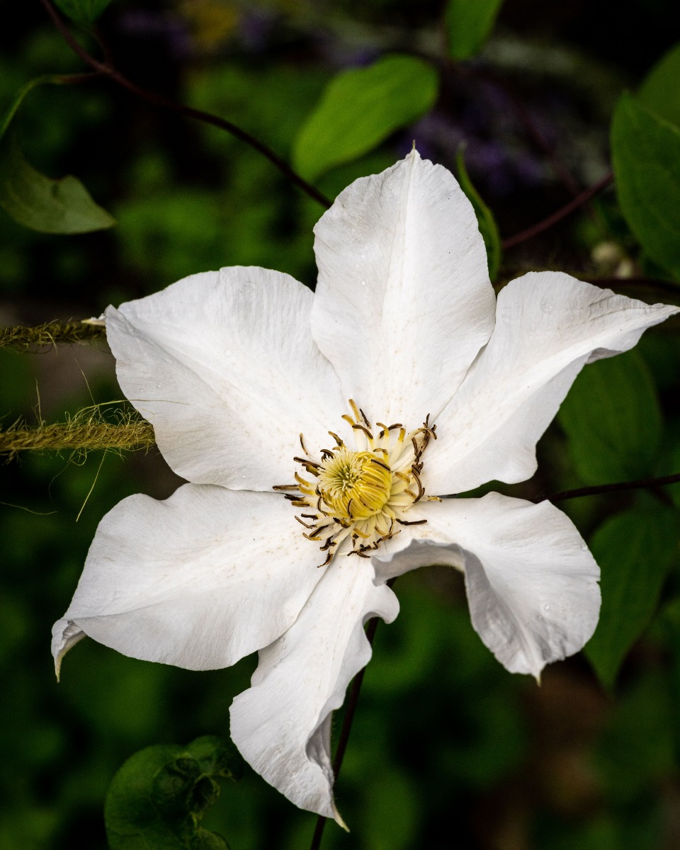 Voeding voor Clematis