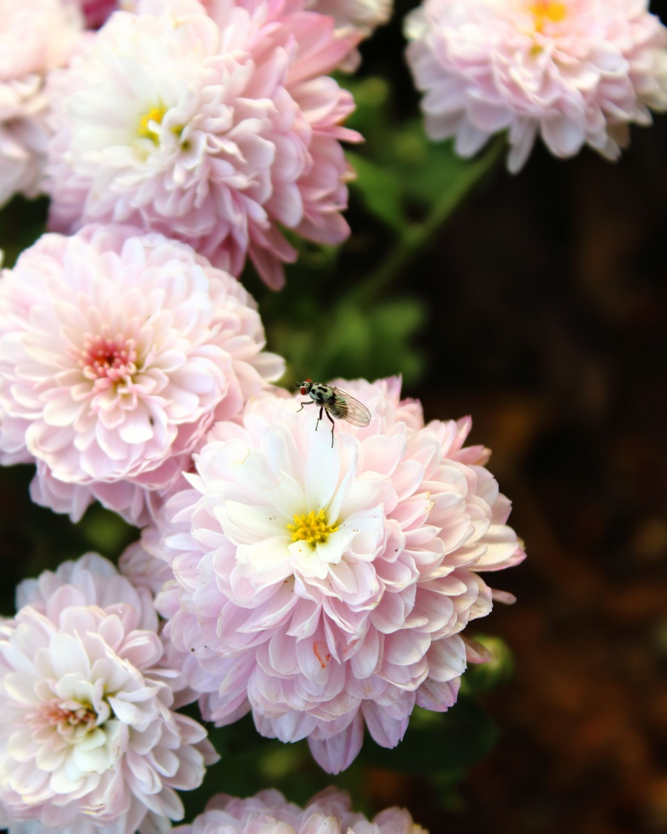 Dahlia bloem