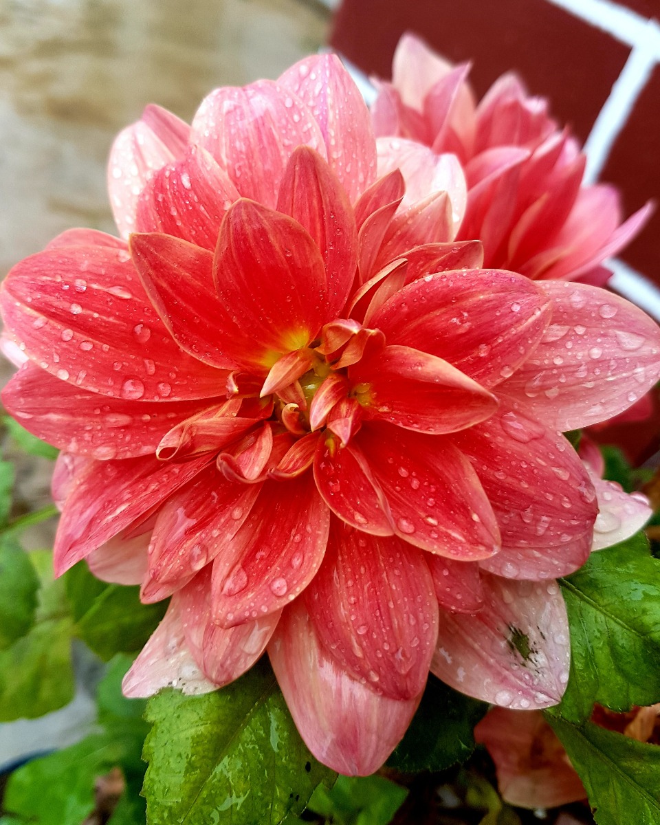 Dahlia water geven