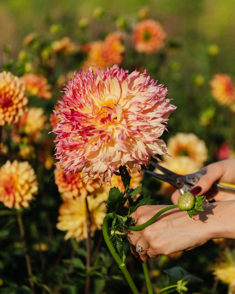 Dahlia onderhouden