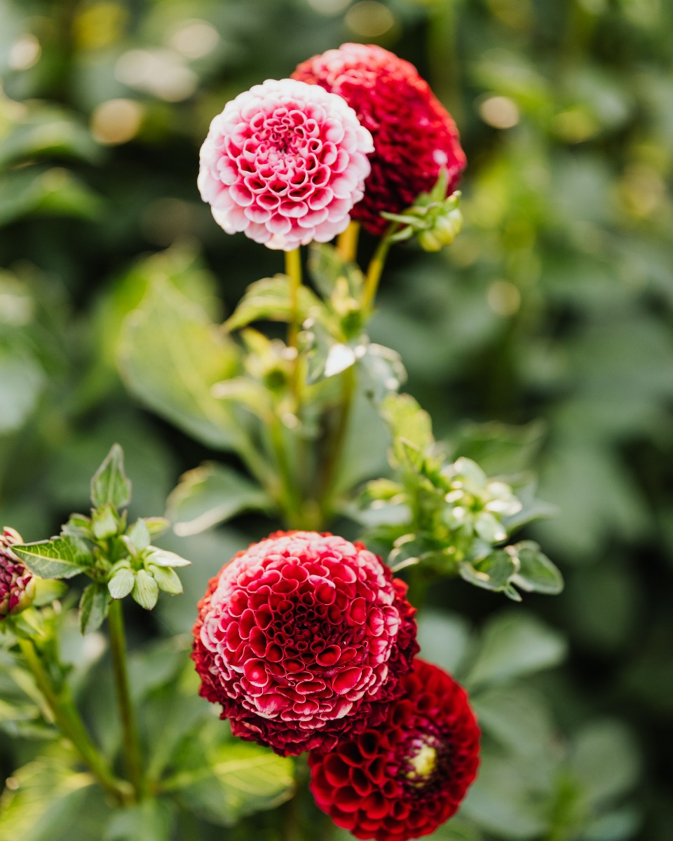 Dahlia planten