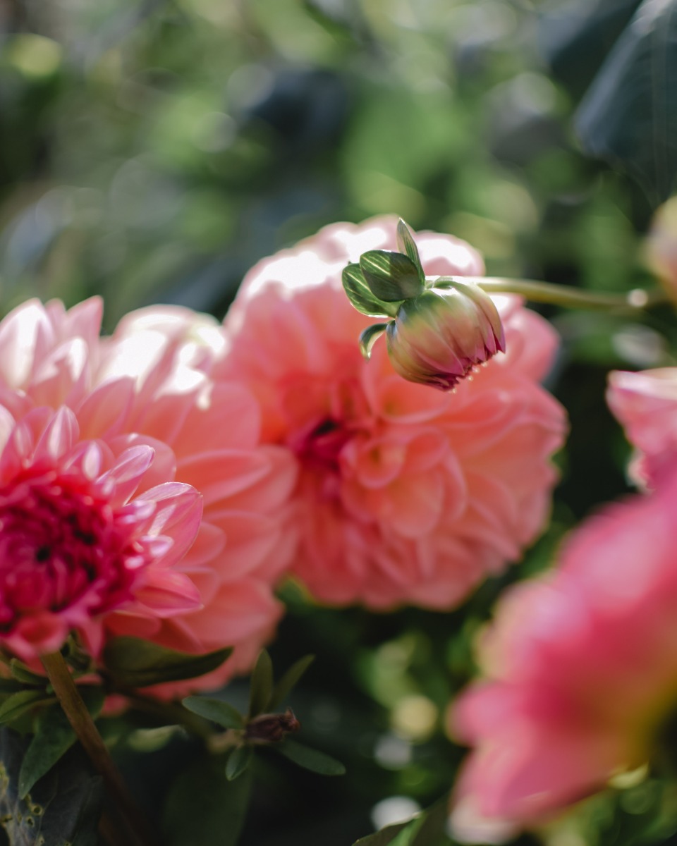 Voeding voor de Dahlia