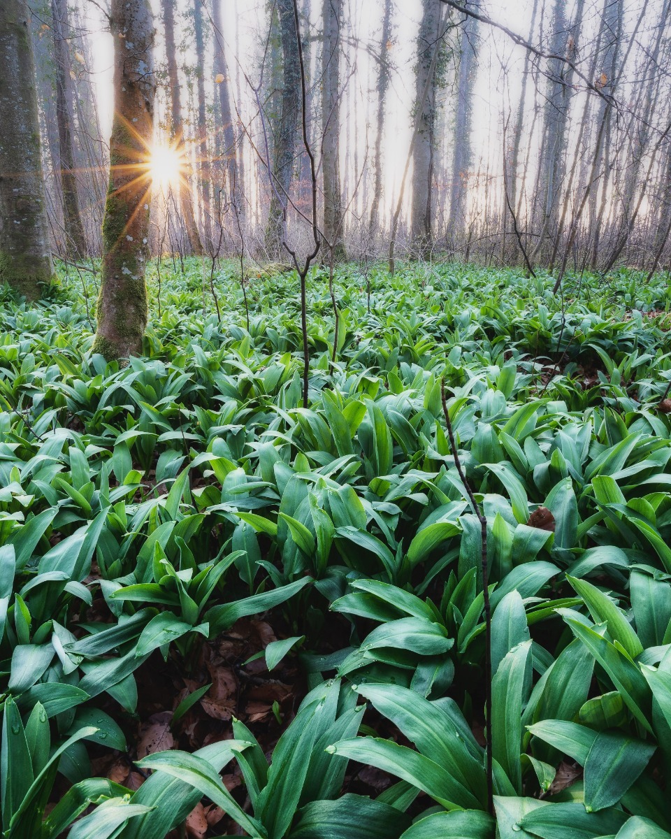 Daslook planten