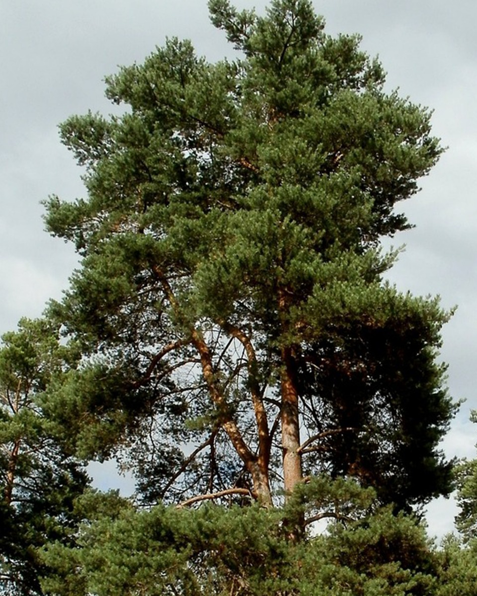 Dennenboom standplaats 