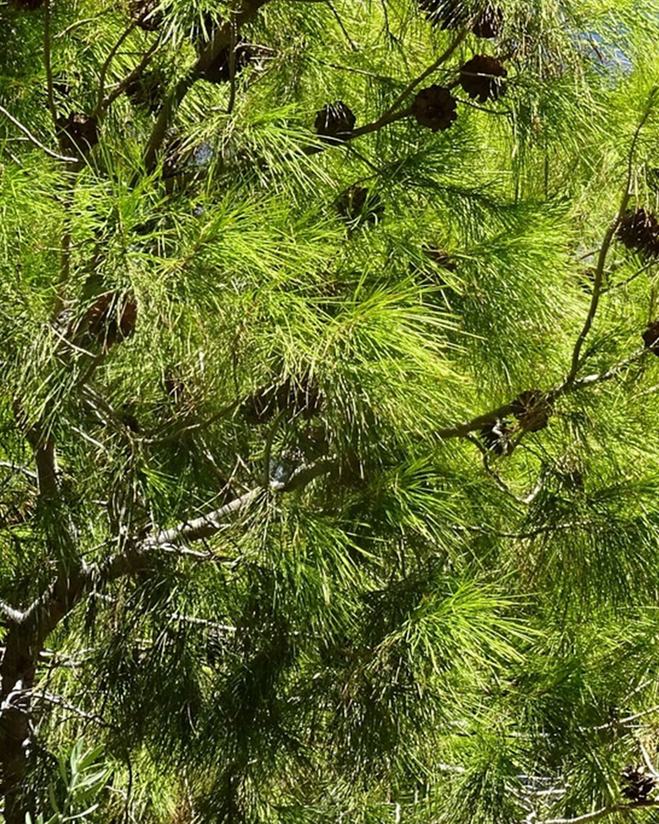 Dennenboom planten