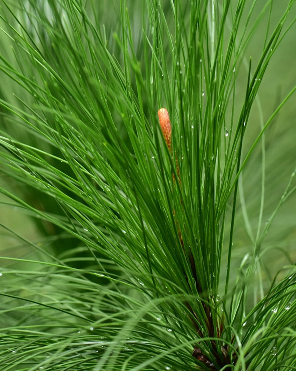 Voeding voor de Dennenboom 