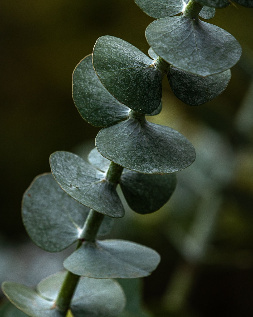 Eucalyptus water geven