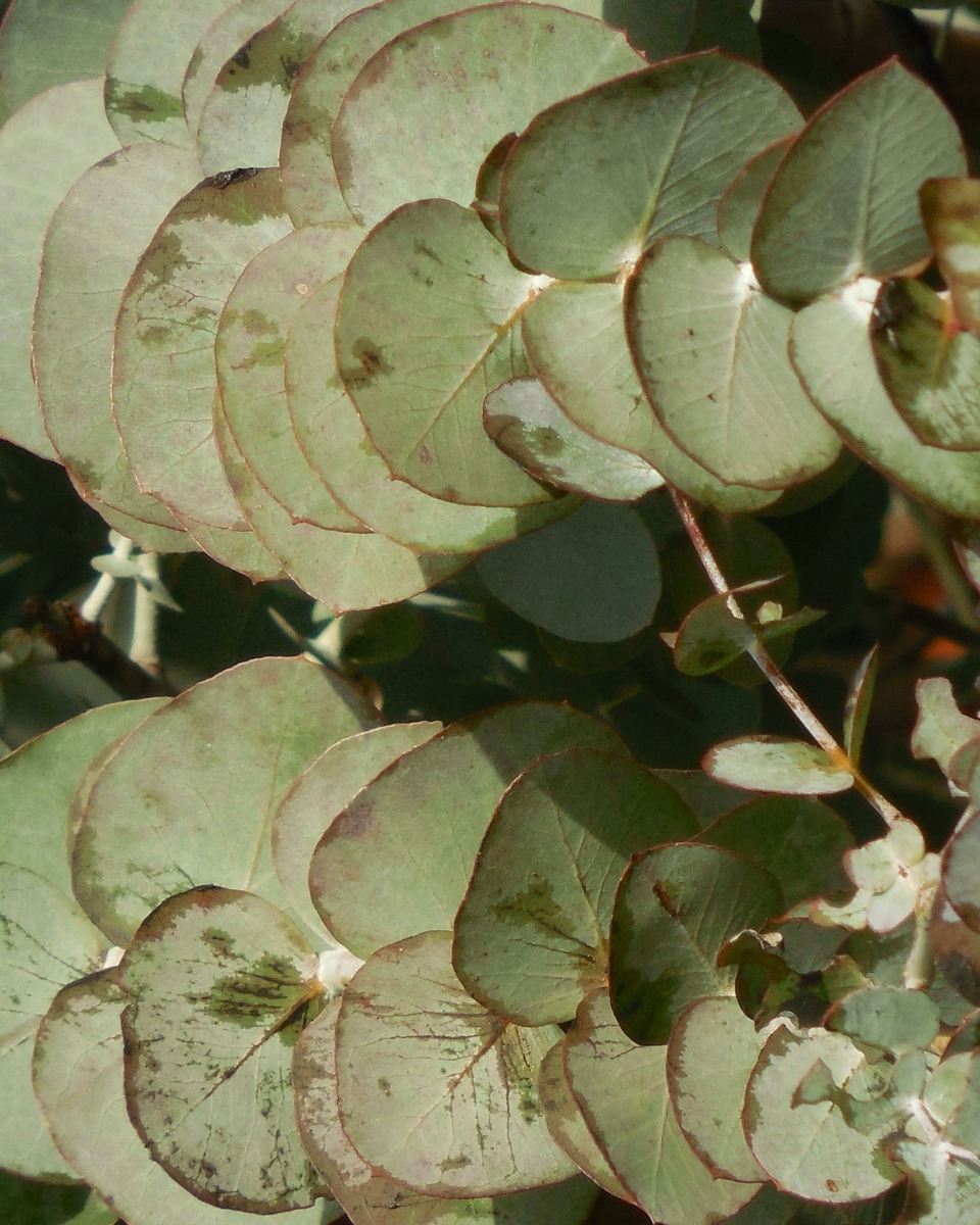 Eucalyptus onderhouden