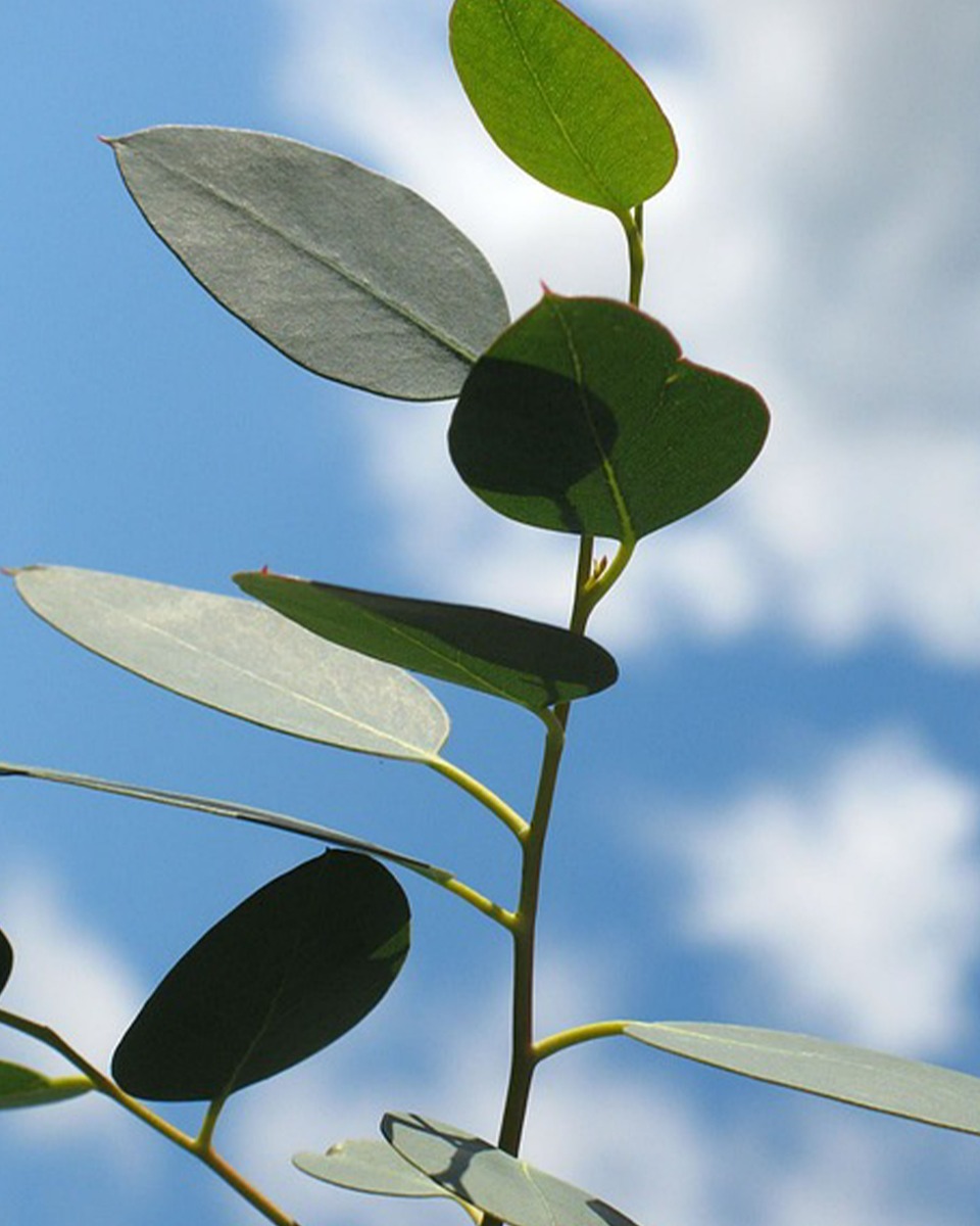 Eucalyptus planten