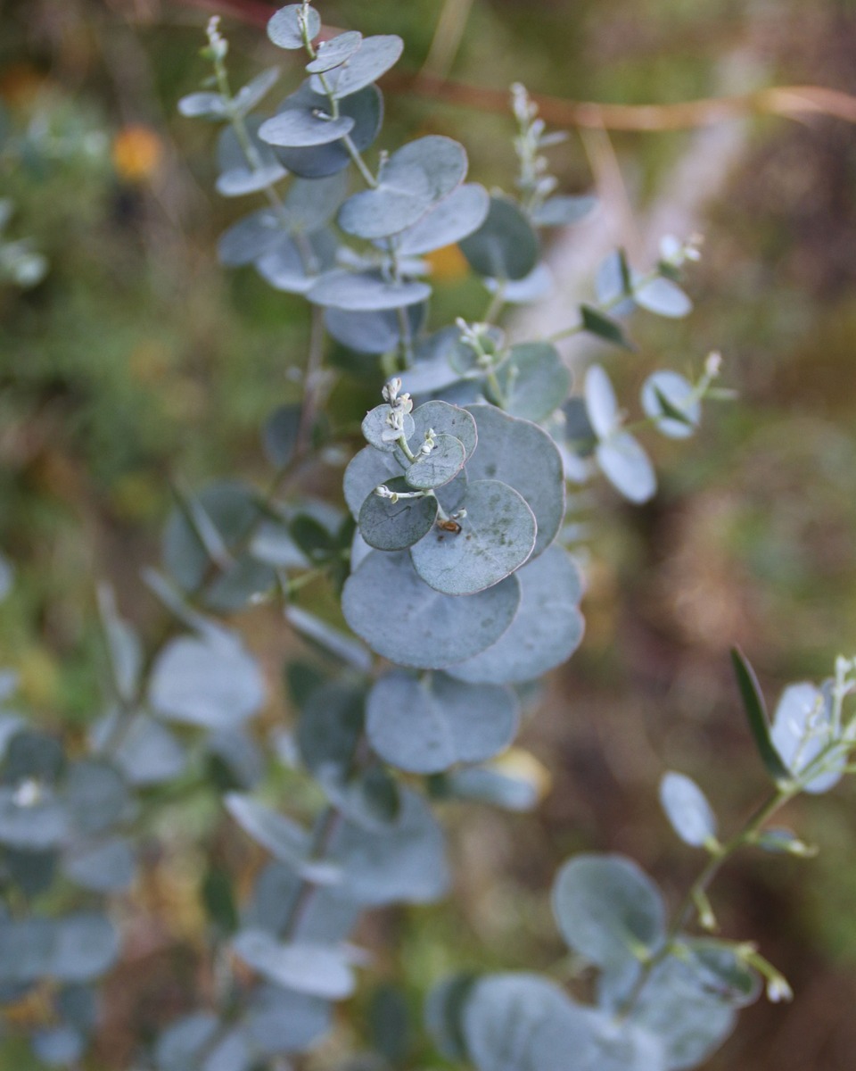 Voeding voor de Eucalyptus 