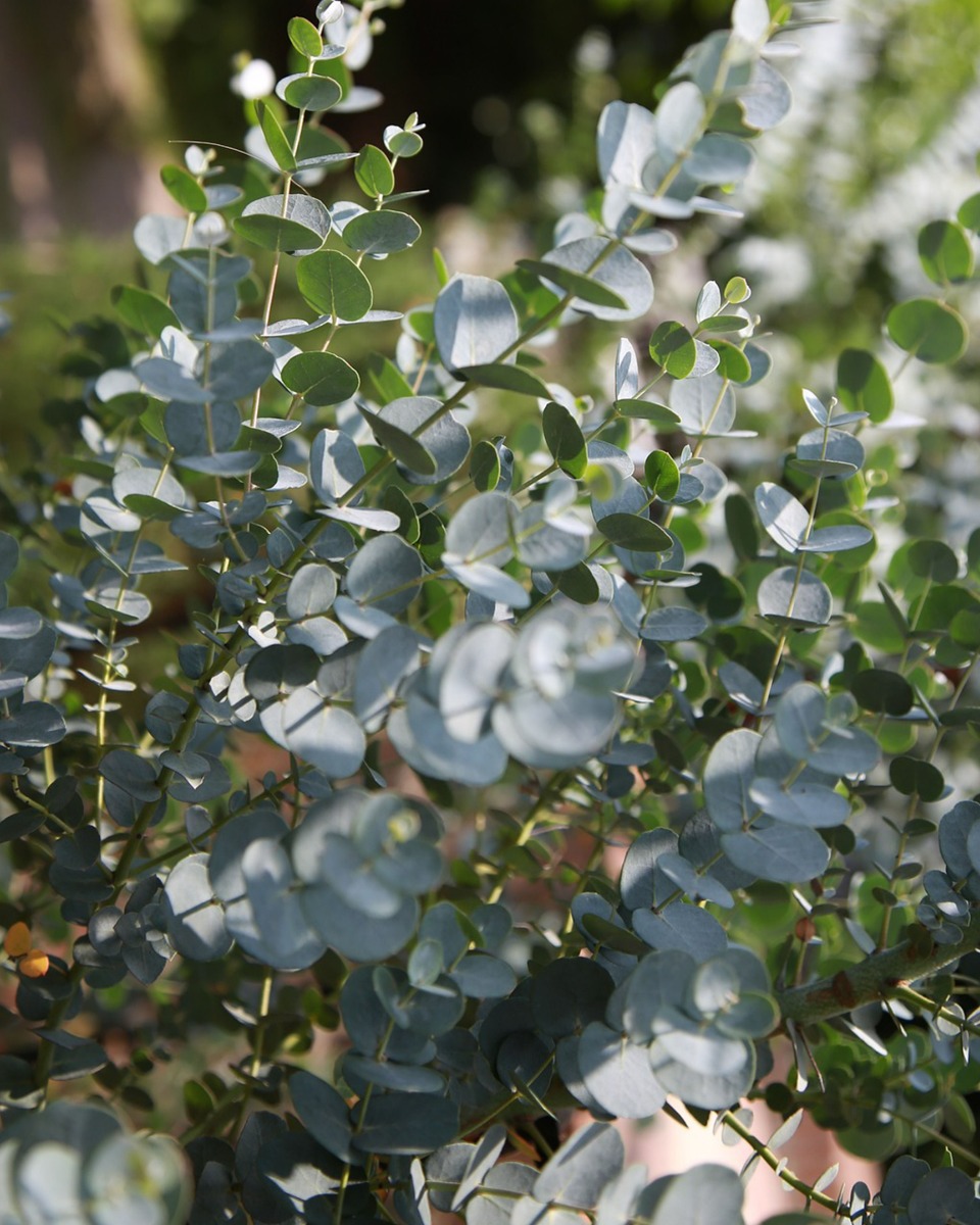 Eucalyptus gomboom