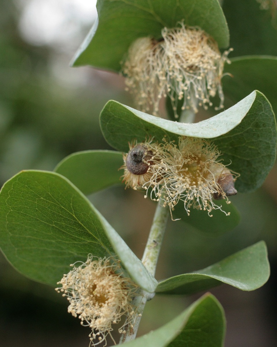 Eucalyptus bloem