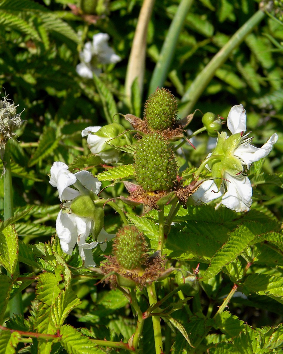 Frambozenstruik bloem