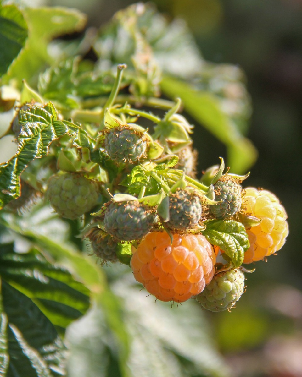 Frambozenstruik planten