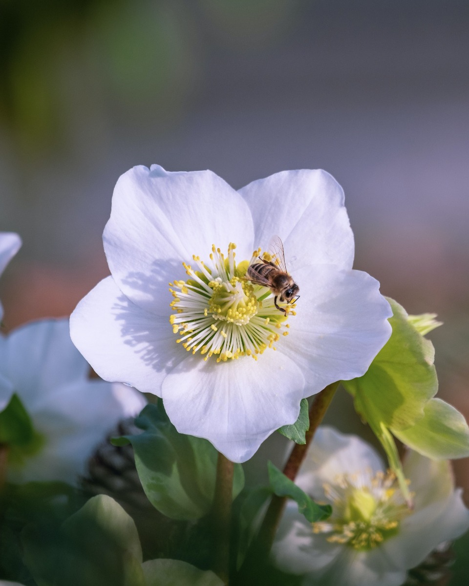 Helleborus bloem