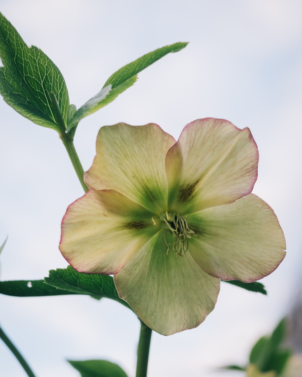 Helleborus water geven