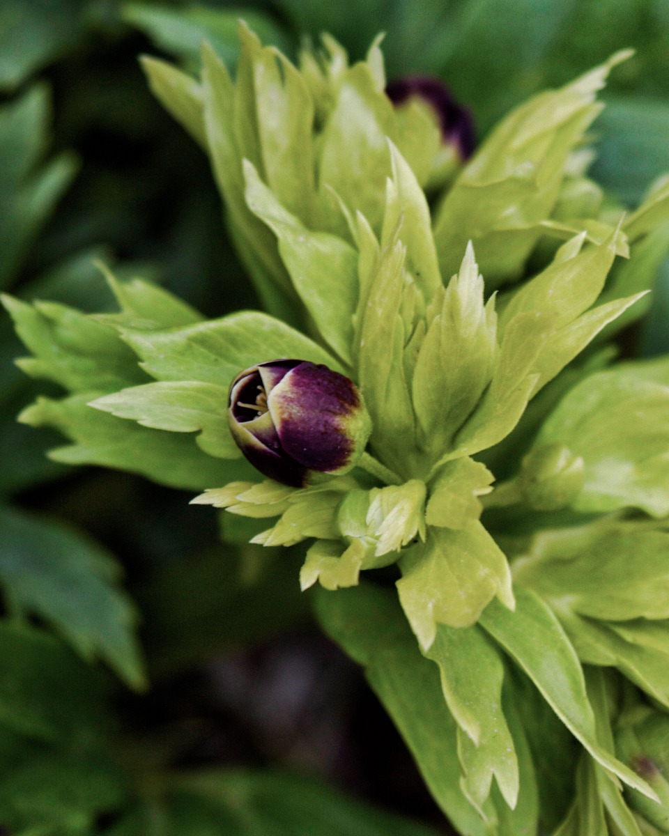 Helleborus onderhouden