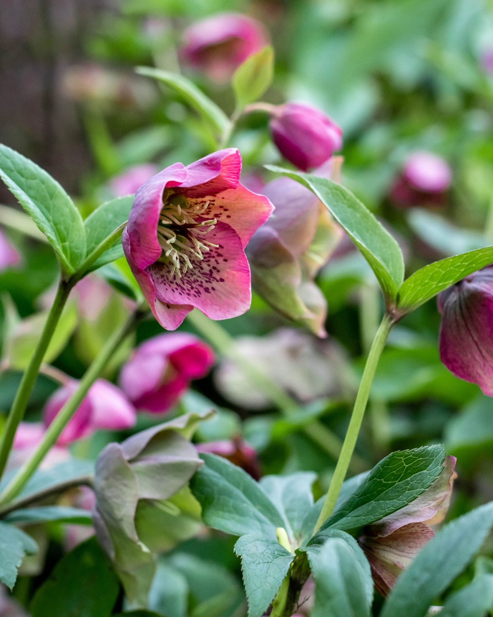 Helleborus planten