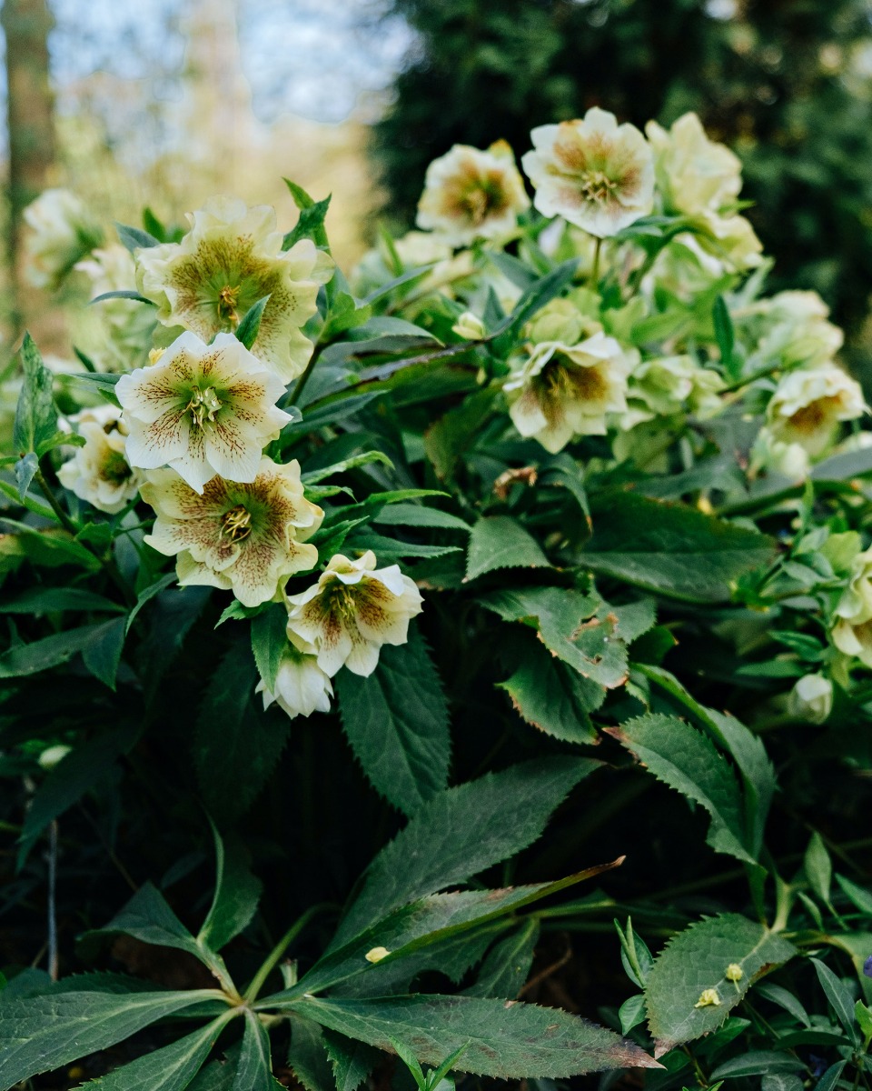 Voeding voor de Helleborus 