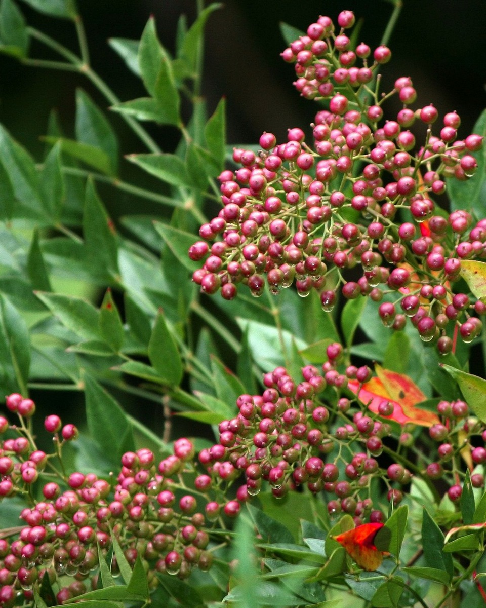 Hemelse bamboe planten