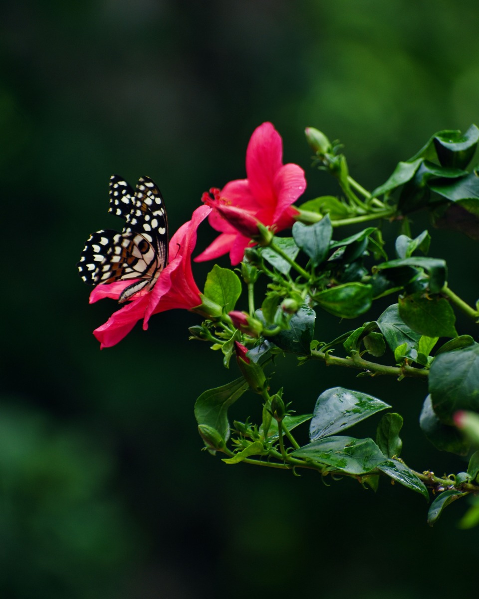 Hibiscus bloem