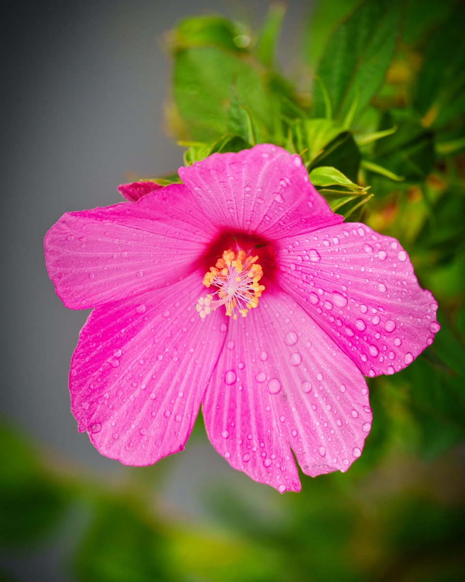 Hibiscus water geven