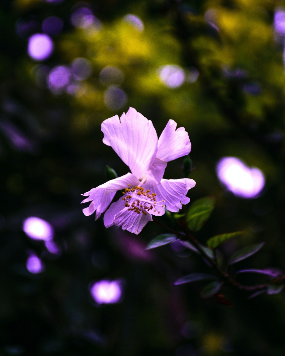 Hibiscus onderhouden