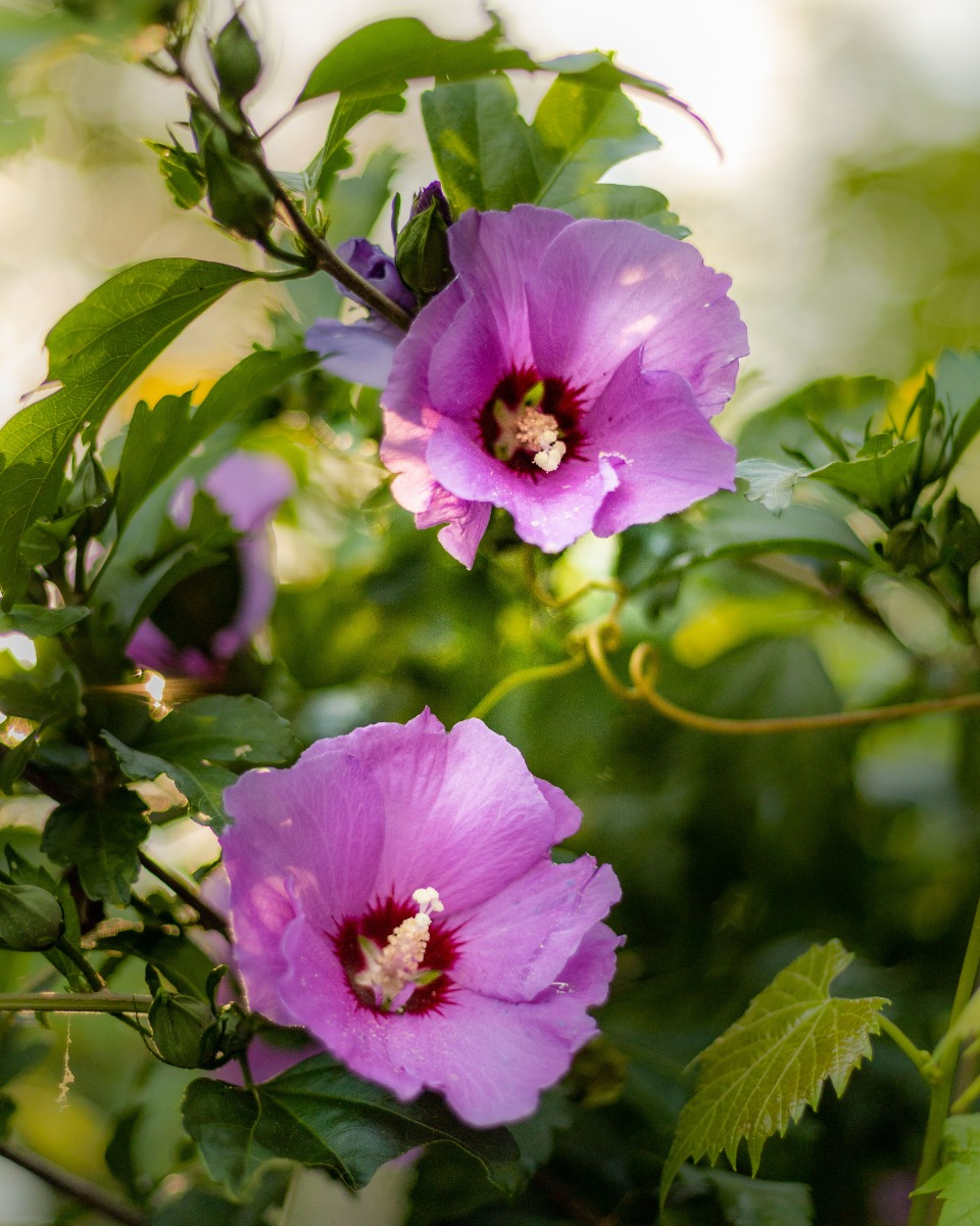 Hibiscus planten