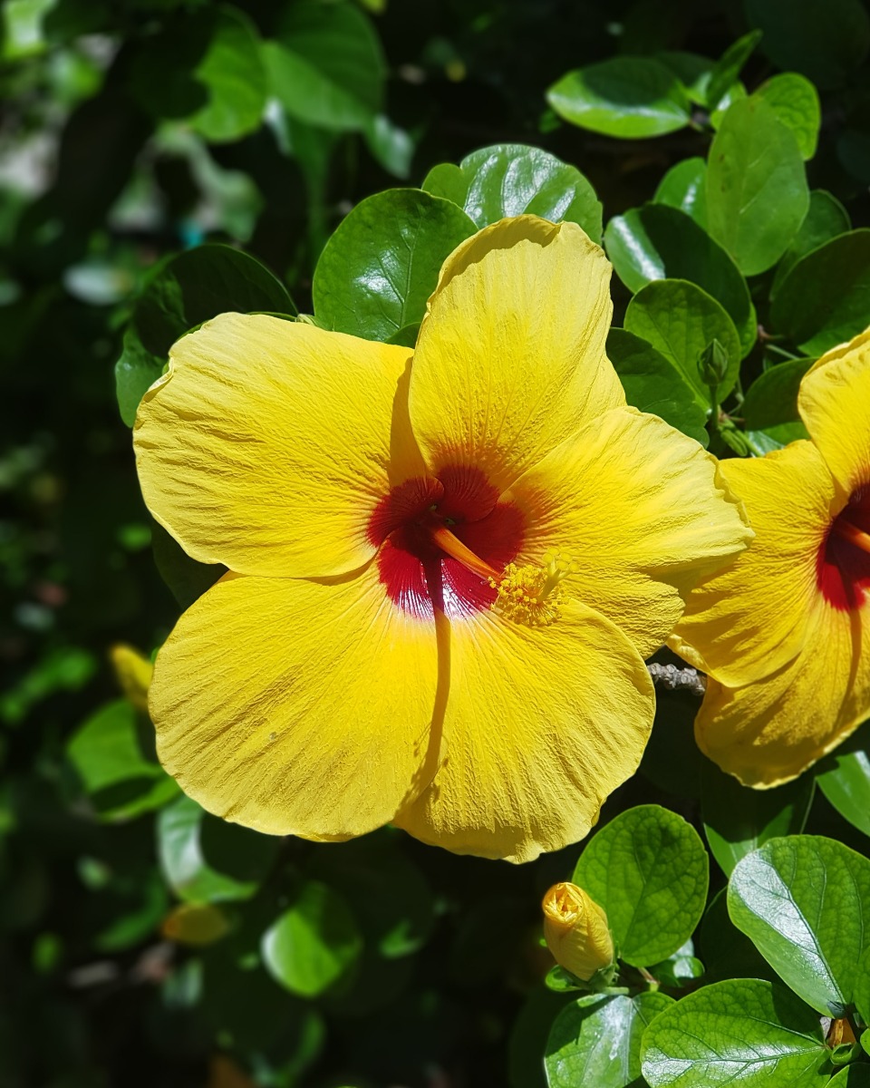 Hibiscus xxl