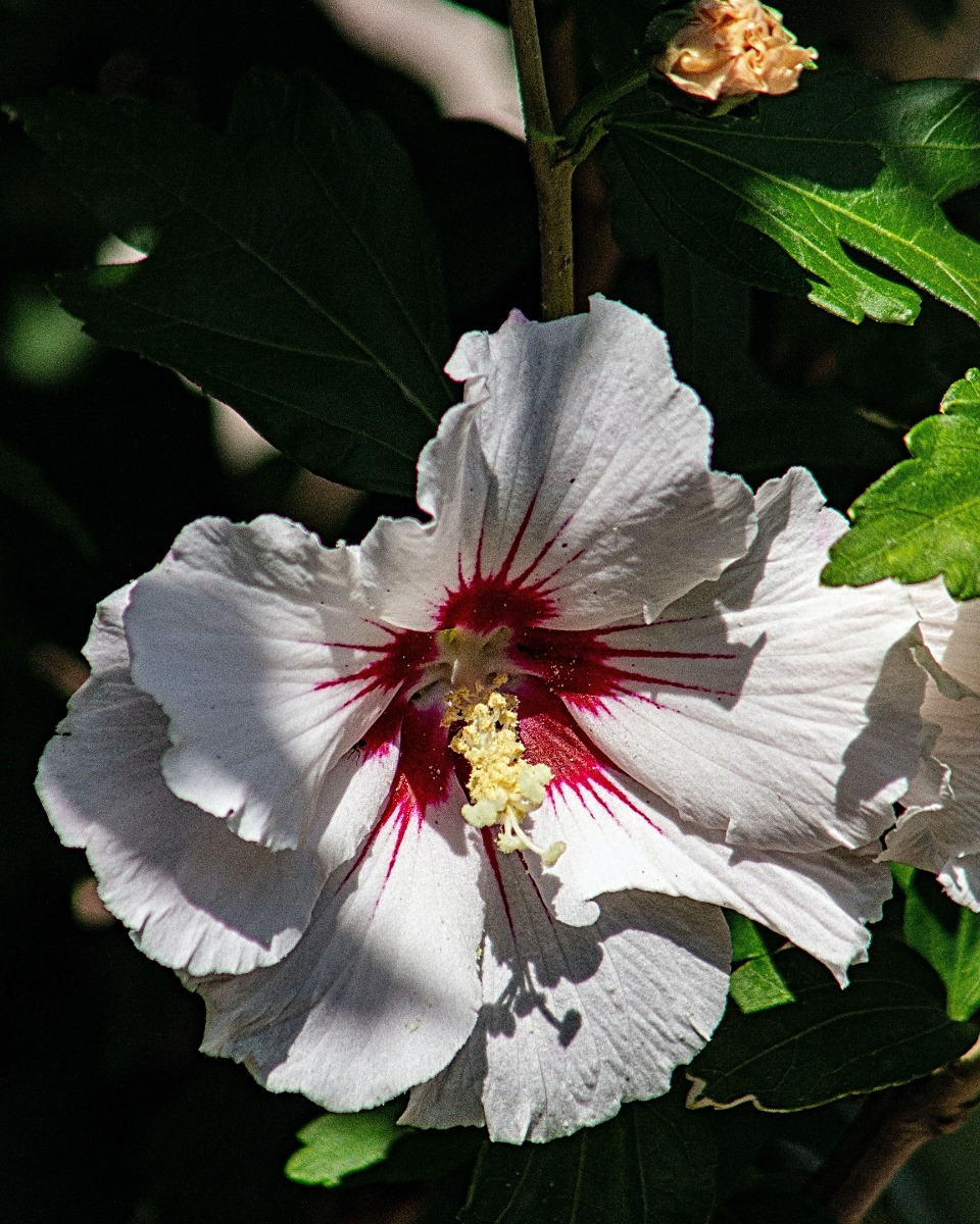 Voeding voor Hibiscus xxl