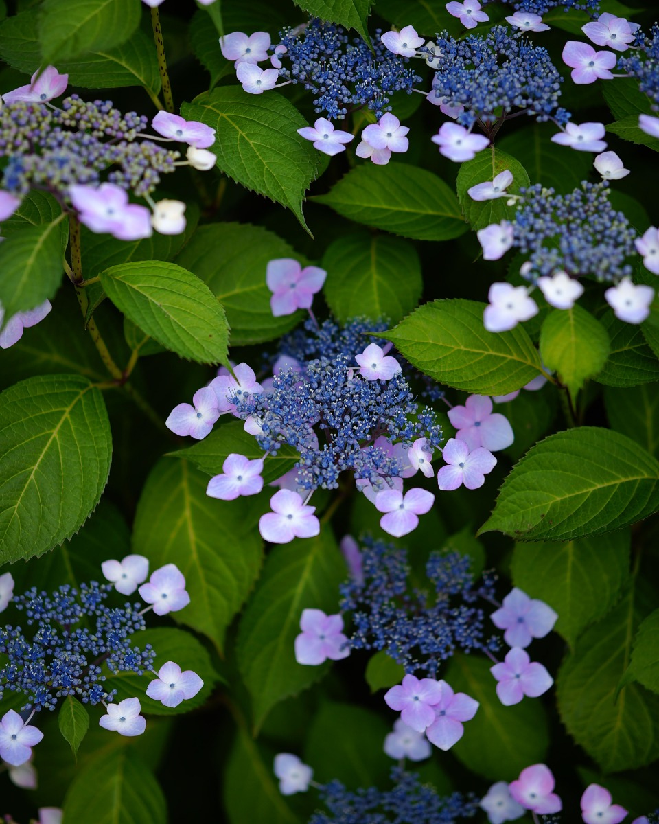 Hortensia bloemen