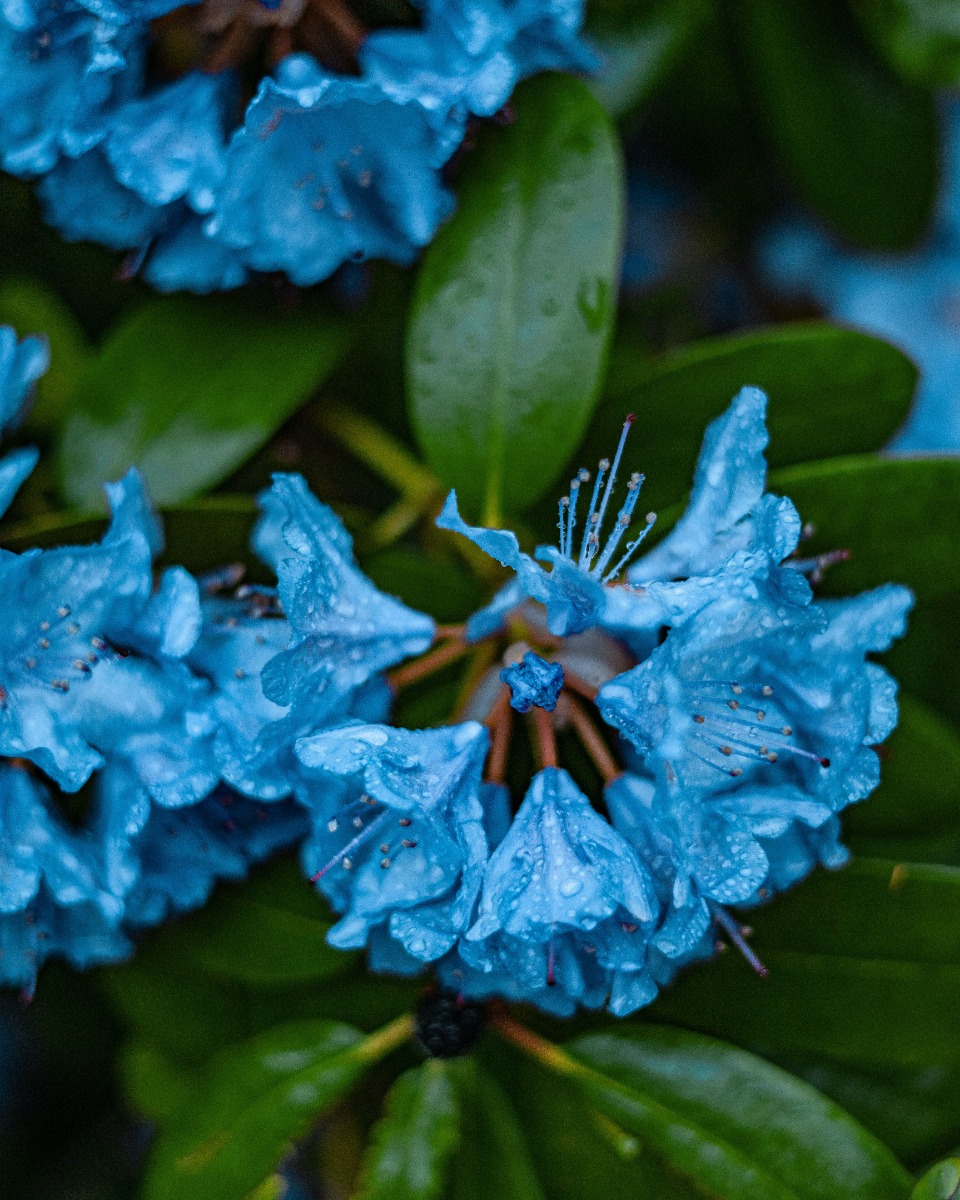 Hortensia water geven